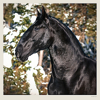Kalendár Horses 12