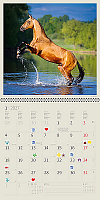 Kalendár Horses 15