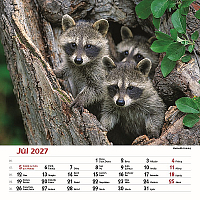 Nástenný kalendár Les a jeho príbehy 2027 8