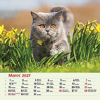 Nástenný kalendár Mačky 2027 4
